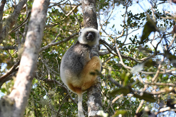 Diademed sifaka in Andasibe National Park, Madagascar