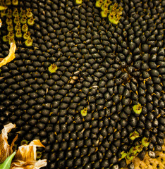 rows of sunflower seeds in the sunflower itself