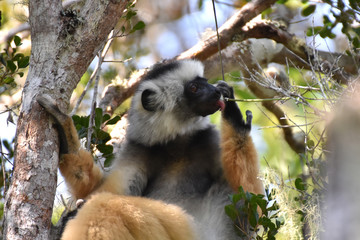 Diademed sifaka in Andasibe National Park, Madagascar