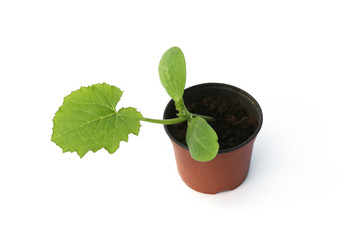 Zucchini seedling isolated on white background, Young zucchini growing in pot  before planting in the ground..