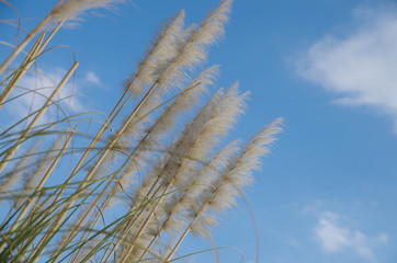 Fototapeta premium 公園9