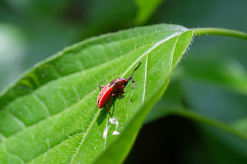 Red bugs death on leaf