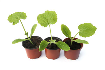 Zucchini seedlings isolated on white background, Young zucchini growing in pot  before planting in the ground..