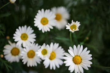 Obraz premium Garden camomile flowers, field with camomiles, camomile closeup, natural antiseptic. Chamomile close up. Chamomile medicinal plant on a sunny day. Blooming chamomile field natural herbal treatment.