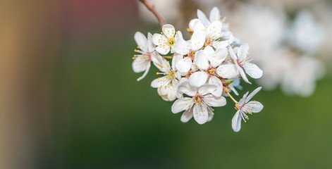 Fototapeta premium White Plum Tree Blossoms in Spring in Northern Europe