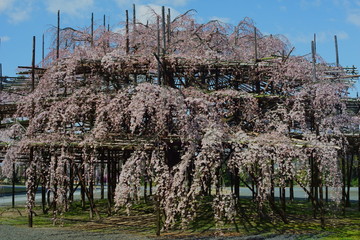 満開の枝垂れサクラ