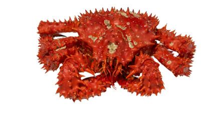 Isolated raw Kamchatka red king crab.