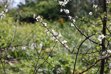 Blossoming Branch