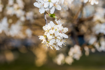 White Plum Tree Blossoms in Spring in Northern Europe