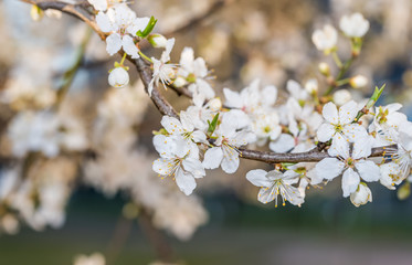 Naklejka premium White Plum Tree Blossoms in Spring in Northern Europe