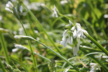 White Plant