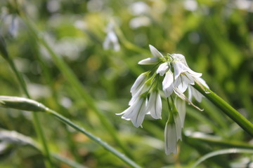 Beautiful Plant