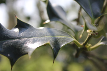 Spiky Holly