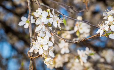 White Plum Tree Blossoms in Spring in Northern Europe