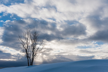 Lonely birch tree in front of cloudy sky