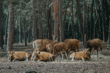 Obraz premium wild animals in park