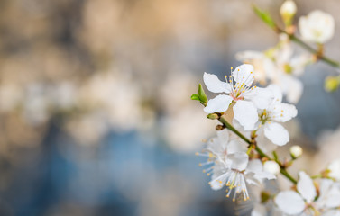 White Plum Tree Blossoms in Spring in Northern Europe