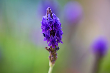 close up of lavender