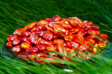 pickled, red corn seeds for sowing in a vessel on a grass background
