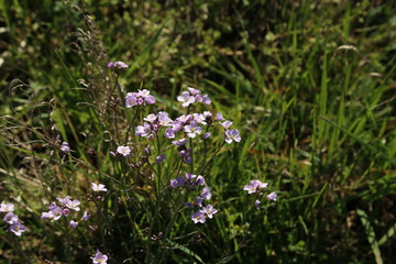Small purple flowers in the meadow in spring