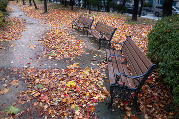Autumn Landscape and Bench in Rainy Park