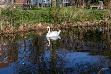 swan in the water