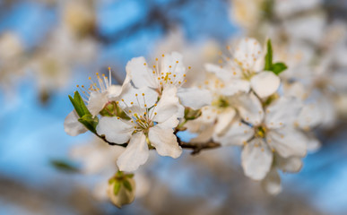 White Plum Tree Blossoms in Spring in Northern Europe