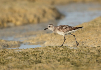 Grey plover feeding at Busaiteen coast of Bahrain