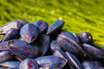 pickled, blue, ready-to-plant sunflower seeds against soil and grass