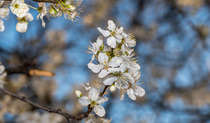 Obraz premium White Plum Tree Blossoms in Spring in Northern Europe