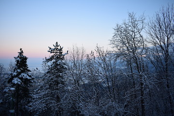 Trees with snow and sunset background in Brasov Romania