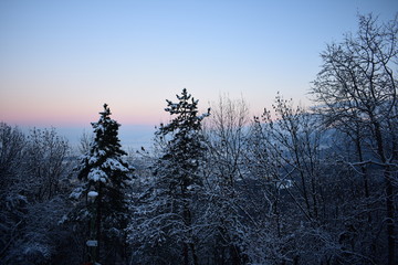 Fototapeta na wymiar Trees with snow and sunset background in Brasov Romania