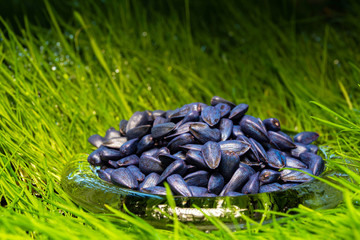 pickled, blue, ready-to-plant sunflower seeds against soil and grass