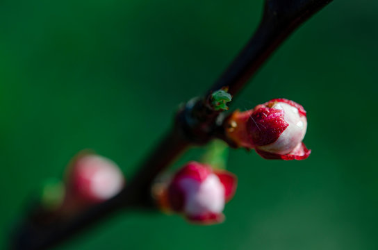Pink undissolved light of a young apricot in the spring garden