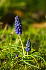 野原に咲くムスカリの花