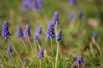 野原に群生するムスカリの花