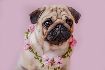 Beige pug dog isolated on a pink background with a wreath of pink flowers on the neck.