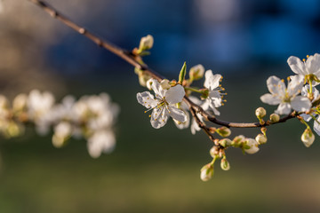 White Plum Tree Blossoms in Spring in Northern Europe