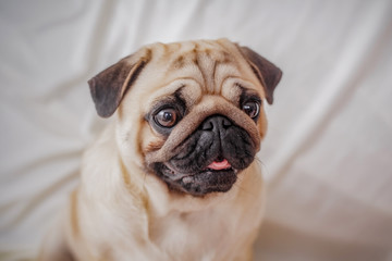 Obraz premium Grumpy Pug With a Very Sad Face