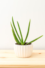 Aloe vera in aceramic white pot on a wooden shelf.  Vertical format. Mininmal. Plant home decoration
