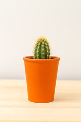 Cactus in a clay pot on a wooden shelf.  Vertical format. Mininmal. Plant home decoration