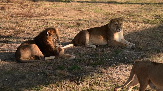 Lions Couple in African Savanna after hun