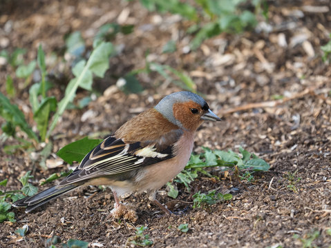 Male of Chaffinch (Fringilla coelebs), with disease, infection, incrustation in the legs