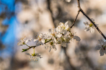 White Plum Tree Blossoms in Spring in Northern Europe