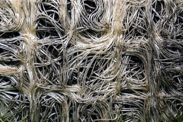 background of the roots of onions intertwined in a web