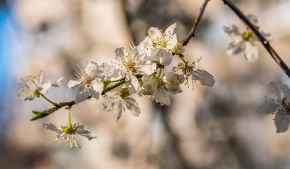 White Plum Tree Blossoms in Spring in Northern Europe