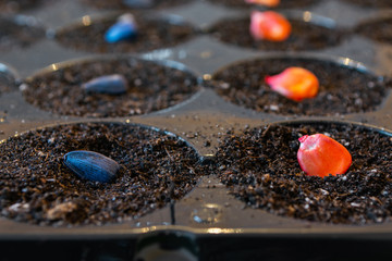 pickled, red corn seeds for sowing in a vessel on a grass background