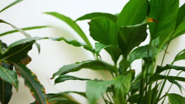camera moves along  codiaeum and spathiphyllum - evergreen plants in brown pots 