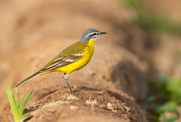 Portrait odf a Western Yellow Wagtail at Buri Farm, Bahrain