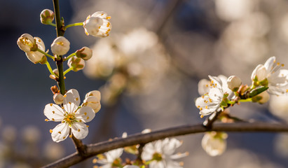 White Plum Tree Blossoms in Spring in Northern Europe